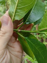 Gynochthodes trimera