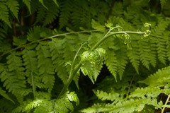 Microlepia speluncae