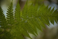 Microlepia speluncae