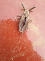 Laccotrephes japonensis