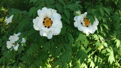 Paeonia hybrida