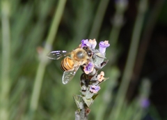 Apis mellifera scutellata