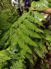 Microlepia speluncae