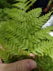 Microlepia speluncae