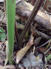 Microlepia speluncae