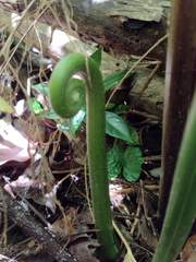 Microlepia speluncae