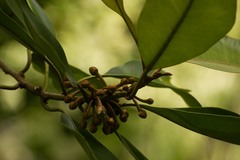 Planchonella sandwicensis