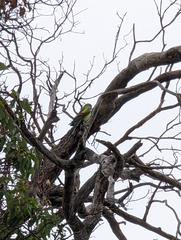 Polytelis anthopeplus