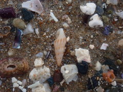 Austrodrillia angasi