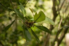 Planchonella sandwicensis