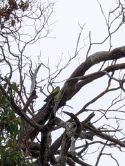 Polytelis anthopeplus