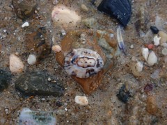 Patelloida latistrigata