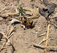 Dasymutilla arachnoides