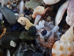 Cingulina spina