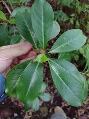 Kadua acuminata