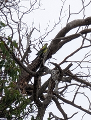 Polytelis anthopeplus