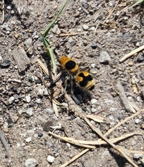 Dasymutilla arachnoides