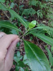 Kadua acuminata