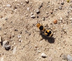 Dasymutilla arachnoides