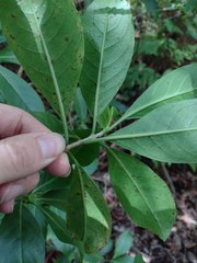 Kadua acuminata