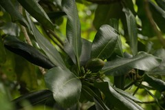 Pteralyxia laurifolia