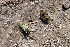 Dasymutilla arachnoides