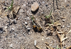 Dasymutilla arachnoides