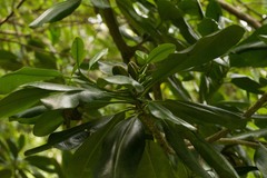 Pteralyxia laurifolia