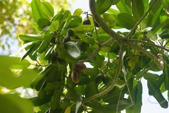 Pteralyxia laurifolia