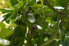 Pteralyxia laurifolia