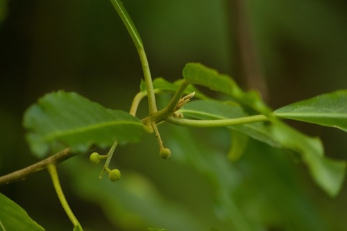 Claoxylon sandwicense