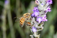 Apis mellifera scutellata
