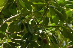 Pteralyxia laurifolia