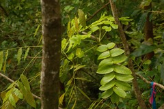 Polyscias kavaiensis