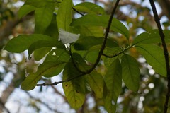 Gynochthodes trimera