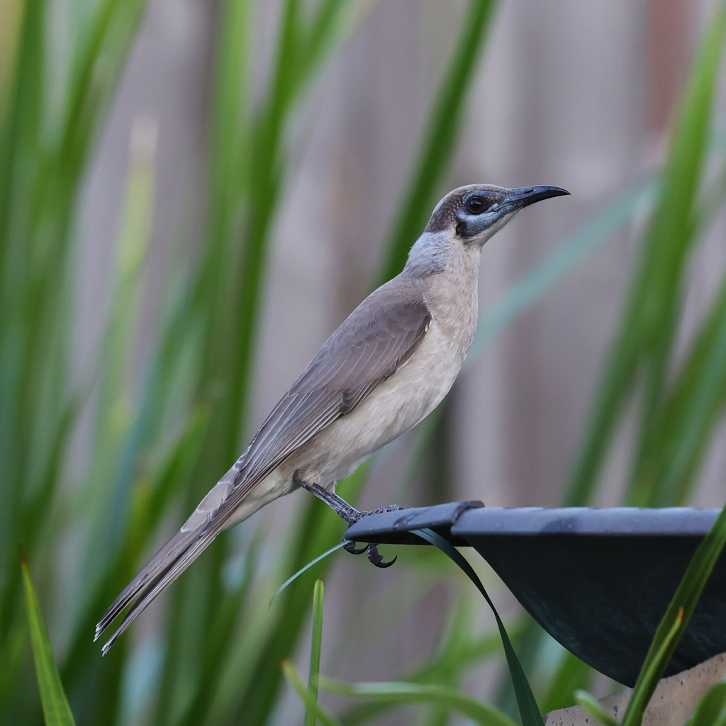 Little Friarbird photo