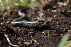 Hemiergis gracilipes