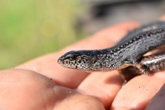 Hemiergis gracilipes