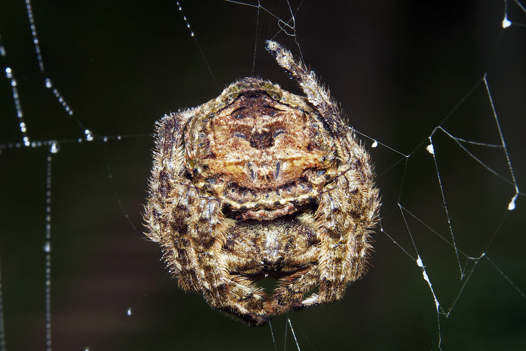 Caerostris sumatrana