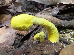 Fungi