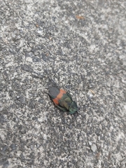 Eucorydia dasytoides