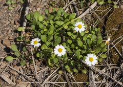 Bellium bellidioides
