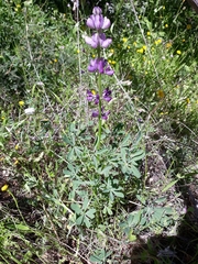 Lupinus hispanicus