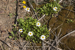 Bellium bellidioides