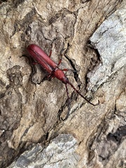 Pyrestes curticornis
