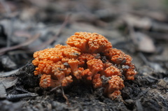 Ramaria anziana