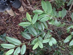 Diospyros sandwicensis