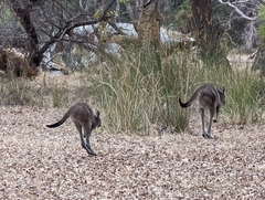 Macropus fuliginosus