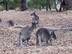 Macropus fuliginosus