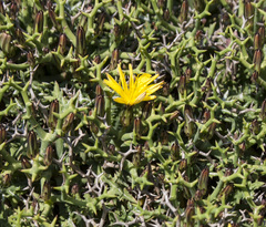 Launaea cervicornis